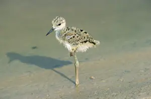 Stilt Prints: Black-winged Stilt