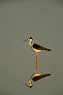 Stilt Prints: Black-winged Stilt