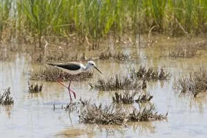 Black winged Stilt - adult feeding in marsh