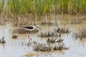 Stilt Prints: Black winged Stilt - adult feeding in marsh - Southern Spain