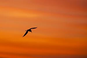 Images Dated 6th May 2010: Black winged Stilt - adult in flight silhouetted against sunrise
