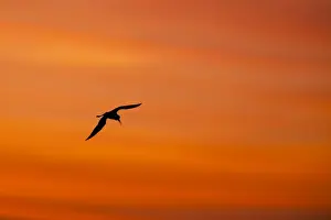 Stilt Prints: Black winged Stilt - adult in flight silhoutted against sunrise - Southern Spain