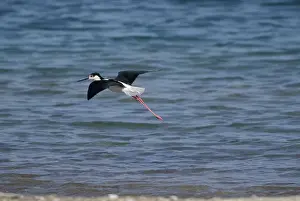 Stilt Prints: Black-winged Stilt - Adult male in flight Turkey, May