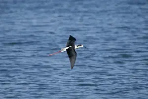 Black-winged Stilt - Adult male in flight Turkey, May