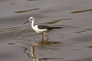Images Dated 9th March 2008: Black-winged Stilt in ake Ranthambhor National Park, India