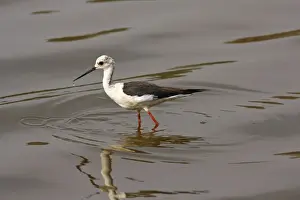 Black-winged Stilt in ake Ranthambhor National Park, India