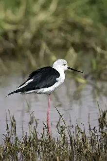 Stilt Prints: Black-winged Stilt. Bale mountains - Ethiopia