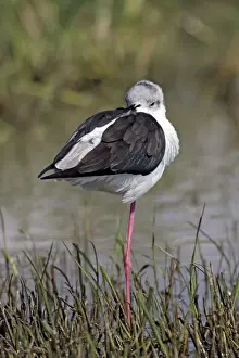 Black-winged Stilt. Bale mountains - Ethiopia