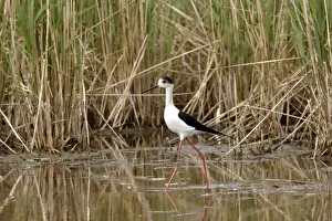 Stilt Prints: Black-winged Stilt - Camargue - Bouches du Rhone - France