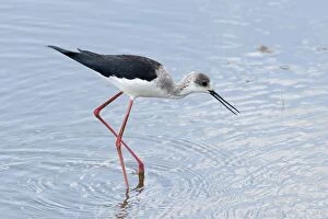 Black-winged Stilt - feeding in water