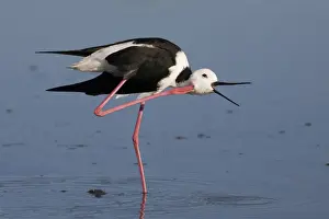 Stilt Prints: Black-winged Stilt - head scratching At the Mt Barnett sewage ponds