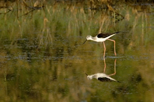 Images Dated 15th June 2006: Black-winged Stilt - Lake Charnier Galician - Camargue - France