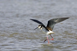 Images Dated 4th June 2006: Black winged Stilt - Lake Charnier Galician - Camargue - France