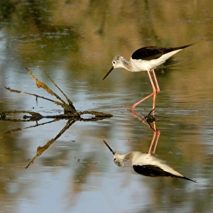 Images Dated 15th June 2006: Black-winged Stilt - Lake Charnier Galician - Camargue - France