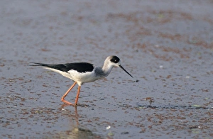 Black-winged Stilt
