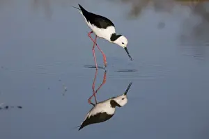 Stilt Prints: Black-winged Stilt At the Mt Barnett sewage ponds