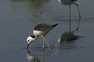 Stilt Prints: Black-winged Stilt Mt Isa sewage ponds, Queensland, Australia