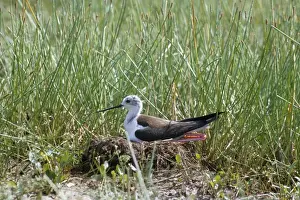 Stilt Prints: Black Winged Stilt - at nest