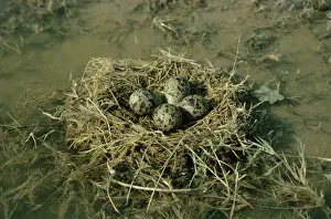 Stilt Prints: Black-winged Stilt - nest with eggs