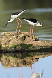 Black-winged Stilt