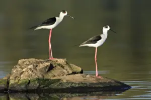 Stilt Prints: Black-winged Stilt - pair resting on rock, Alentejo, Portugal