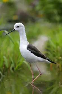 Black-winged Stilt. Pensthorpe - Norfolk - UK