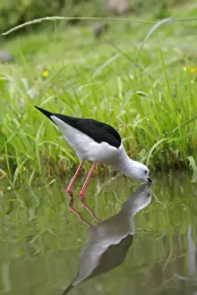 Black-winged Stilt. Pensthorpe - Norfolk - UK