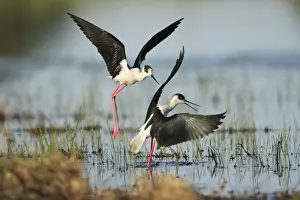 Stilt Prints: Black-winged Stilt - rival birds fighting over territory, Alentejo, Portugal