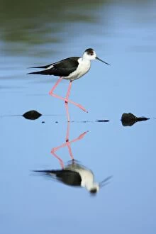 Black-winged Stilt - searching for food