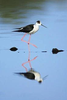 Black-winged Stilt looking for food