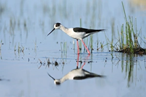 Black-winged Stilt looking for food