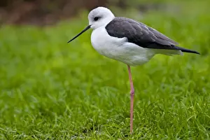 Stilt Prints: Black winged stilt - single adult resting in grass meadow