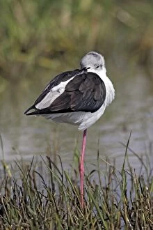 Black-winged Stilt - standing on one leg