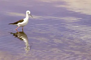 Stilt Prints: Black-winged Stilt - standing in water, Kenya JFL17924