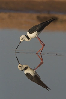 Black-winged Stilt
