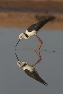 Images Dated 23rd September 2005: Black-winged Stilt wading at dawn. At a small body of water near Marble Bar in the Pilbara