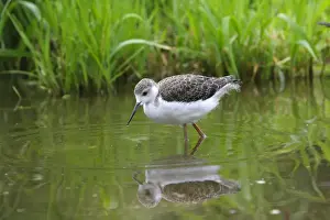 Stilt Prints: Black-winged Stilt - young. Pensthorpe - Norfolk - UK