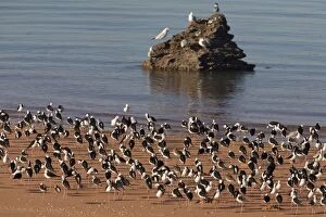 Images Dated 1st June 2008: Black-winged Stilts at rest At Roebuck Bay, near Broome, Western Australia