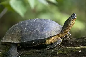 Turtle Prints: Black Wood Turtle. Costa Rica