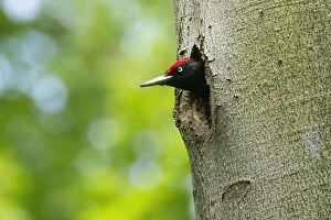 Appearing Gallery: Black Woodpecker - adult appearing from its breeding