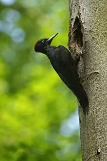 Images Dated 1st May 2011: Black Woodpecker - adult in front of its breeding