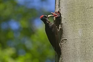 Images Dated 8th May 2011: Black Woodpecker - adult feeding chicks at breeding