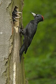 Black Woodpecker - adult female feeding juveniles