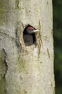 Black Woodpecker - chick at nest entrance