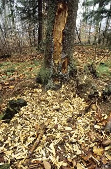 Black WOODPECKER - Damage to fir tree
