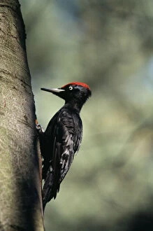 Perching Gallery: Black Woodpecker (Dryocopus Martius) (Large)