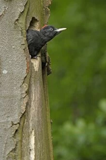 Images Dated 7th June 2010: Black Woodpecker - juvenile at nest hole in Beech