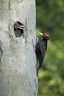 Black Woodpecker - male approaching nest entrance with food begging chick