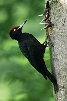 Woodpecker Collection: Black Woodpecker - male bird at nest entrance with offspring Lower Saxony, Germany