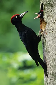 Black Woodpecker - male bird at nest entrance with offspring Lower Saxony, Germany